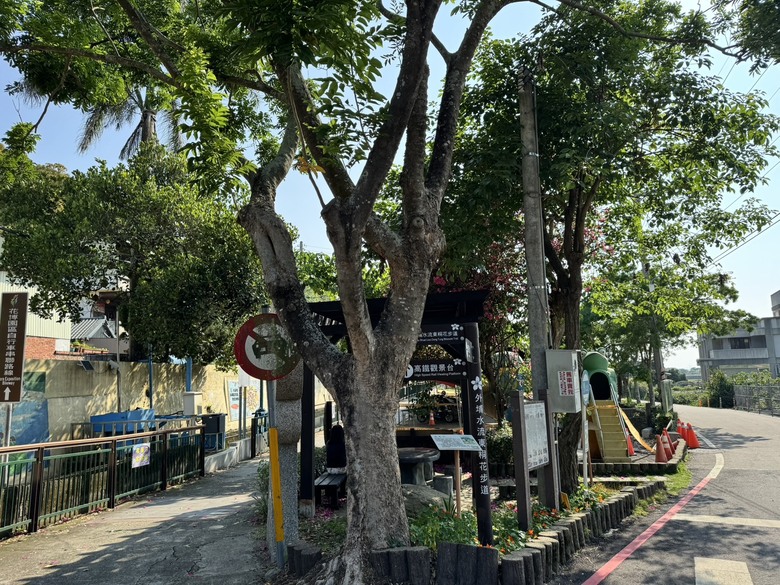 外埔隱藏版桐花景點|人少安靜又療癒