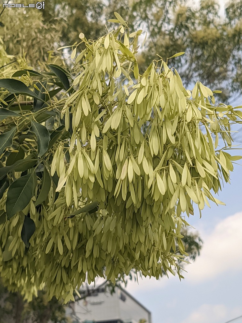 大花紫薇+鳳凰木+麵包樹.. 台南市安平區國平公81公園 05/10