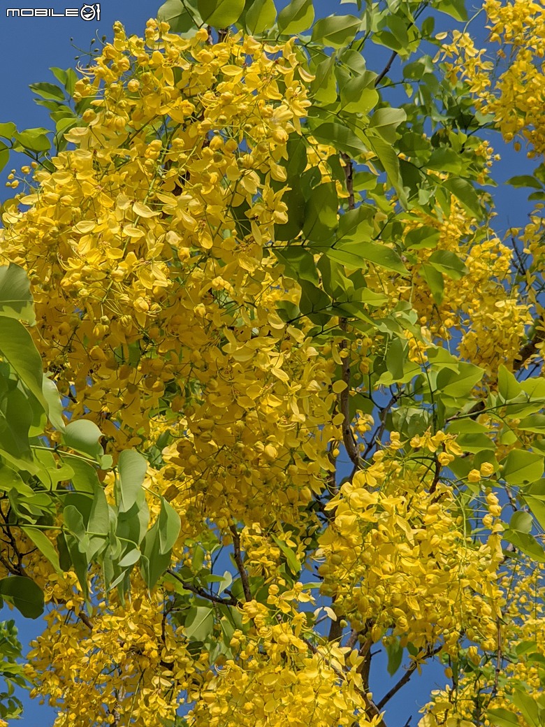 大花紫薇+鳳凰木+麵包樹.. 台南市安平區國平公81公園 05/10