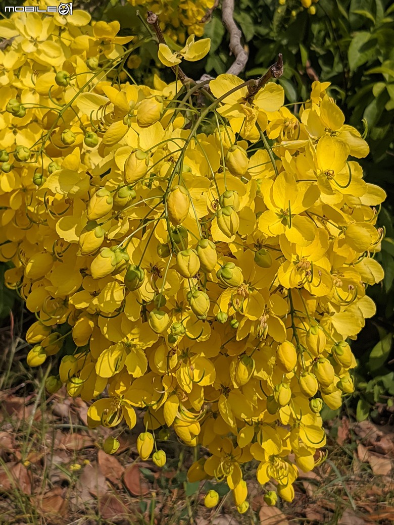 阿勃勒+紫薇花+稜果榕 台南市仁德區 05/16