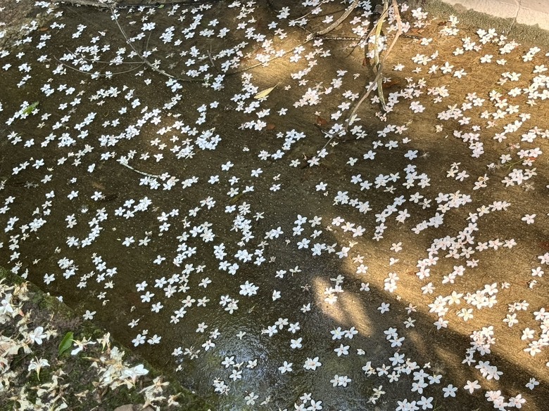 外埔隱藏版桐花景點|人少安靜又療癒