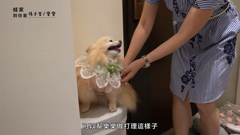 細節造就快樂小狗!開箱設計師的寵物宅,玄關動線、收納清潔全是主人的愛