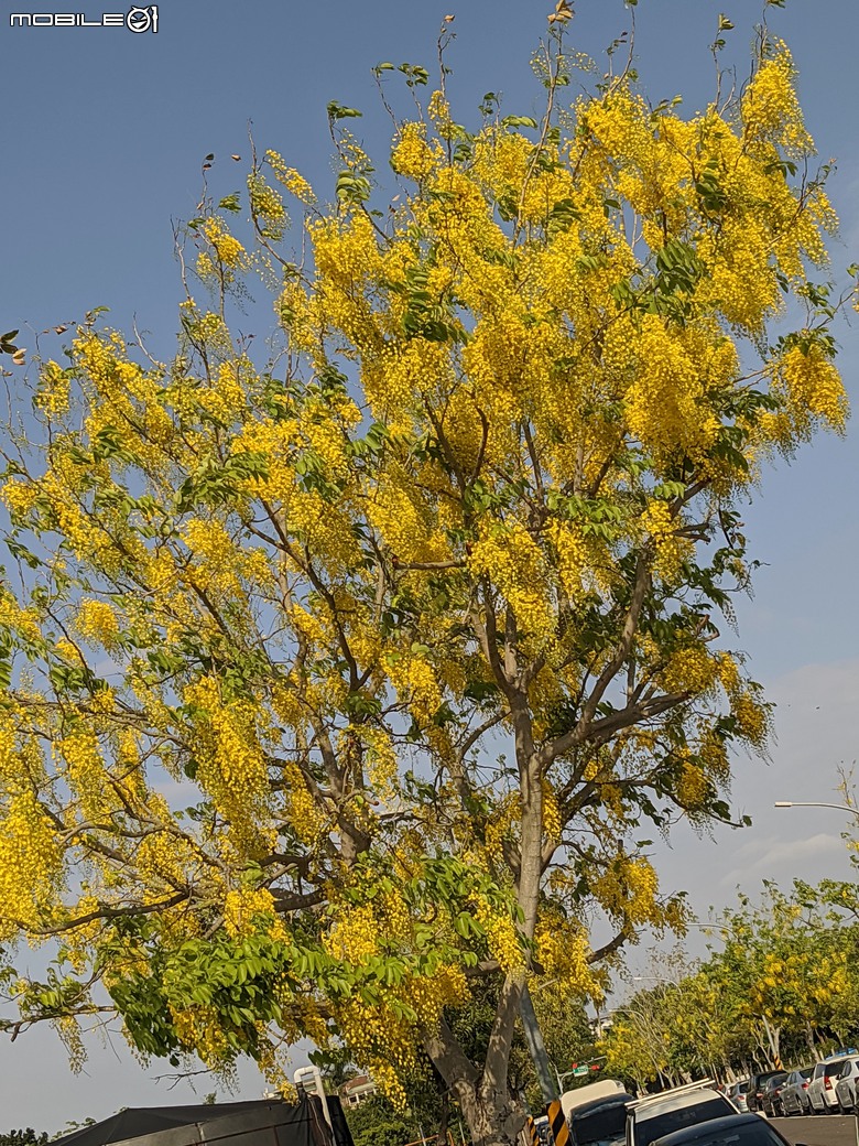 大花紫薇+鳳凰木+麵包樹.. 台南市安平區國平公81公園 05/10