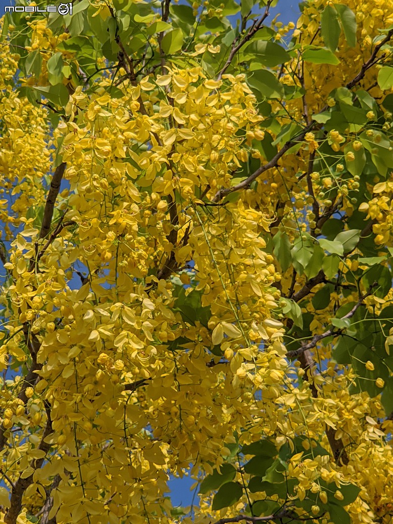 大花紫薇+鳳凰木+麵包樹.. 台南市安平區國平公81公園 05/10