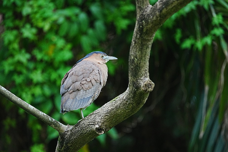 點我看大圖 Sony FE 100-400mm F4.5 GM OSS 評測報告|恆定光圈 x 內變焦、開啟超望遠新篇章!