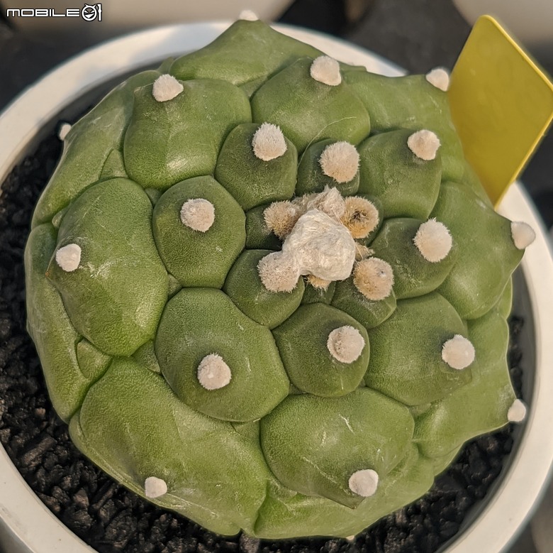 多肉植物 台南市佳里區綠樹園藝 05/03