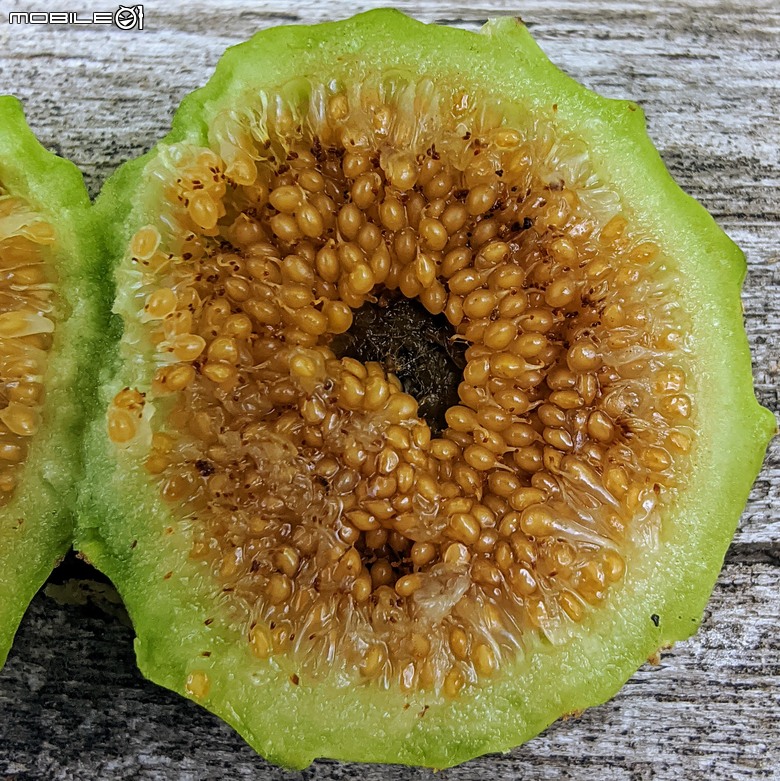 阿勃勒+紫薇花+稜果榕 台南市仁德區 05/16