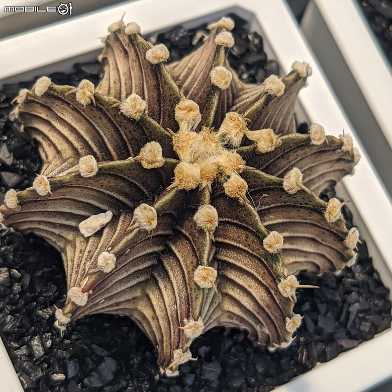 多肉植物 台南市佳里區綠樹園藝 05/03