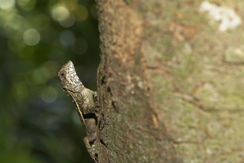 [初體驗] Sony FE 100mm f/2.8 Macro GM OSS