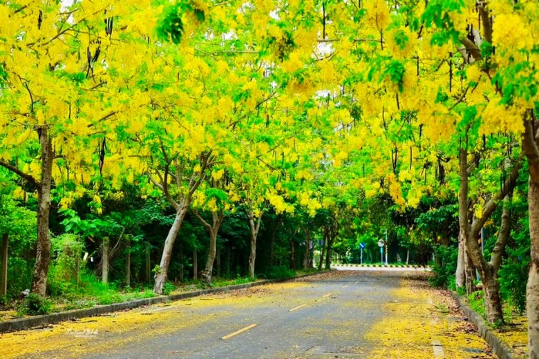 彰化阿勃勒景點必收!花木公園花雨飄落 400公尺花廊超夢幻
