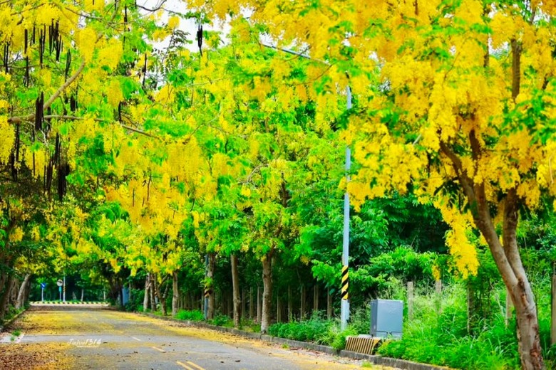 彰化阿勃勒景點必收!花木公園花雨飄落 400公尺花廊超夢幻