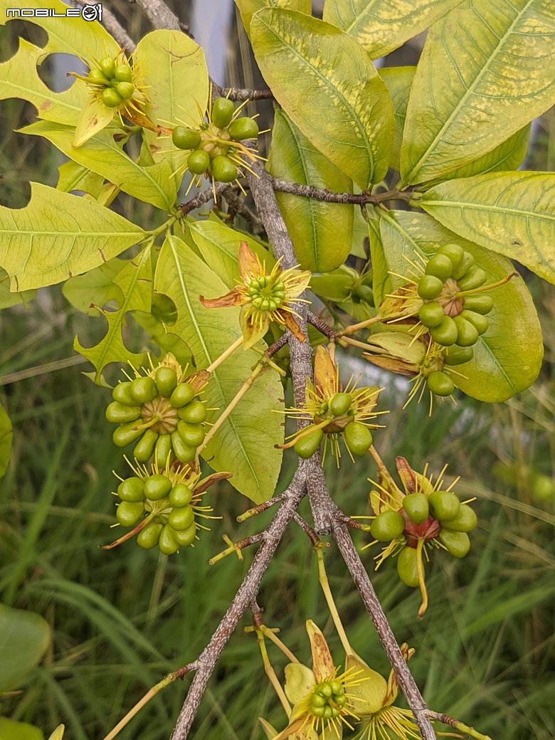大花紫薇+鳳凰木+麵包樹.. 台南市安平區國平公81公園 05/10