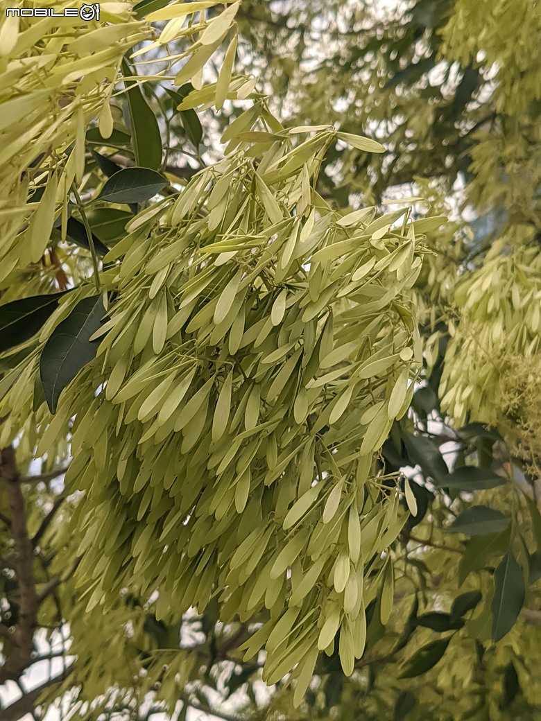 大花紫薇+鳳凰木+麵包樹.. 台南市安平區國平公81公園 05/10
