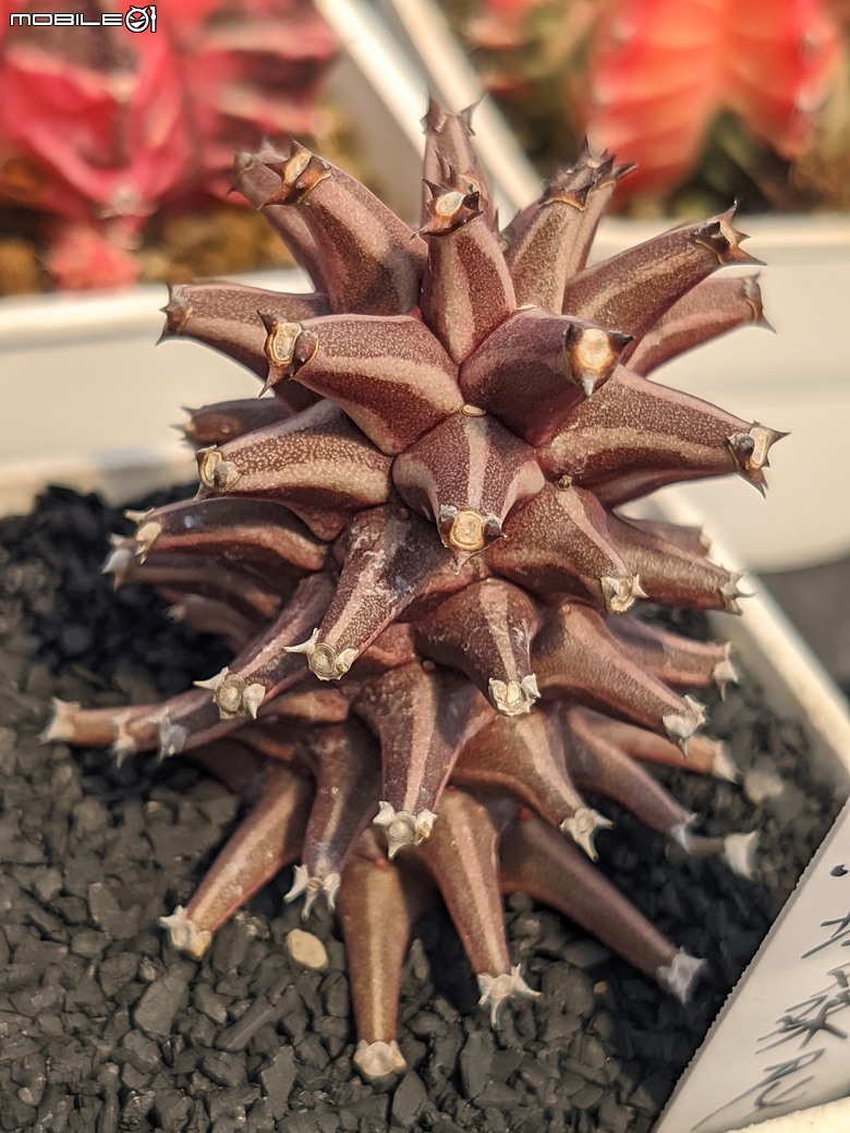 多肉植物 台南市佳里區綠樹園藝 05/03