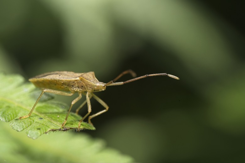 [初體驗] Sony FE 100mm f/2.8 Macro GM OSS