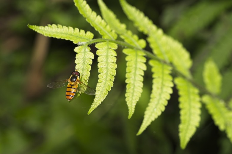 [初體驗] Sony FE 100mm f/2.8 Macro GM OSS