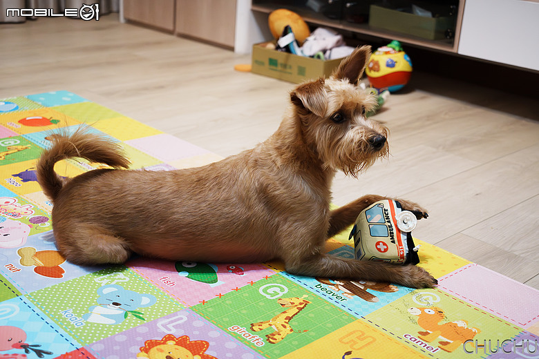 點我看大圖 Sony A7M4 與 Contax Vario-Sonnar T* 3.5-4.5/28-70 MMJ