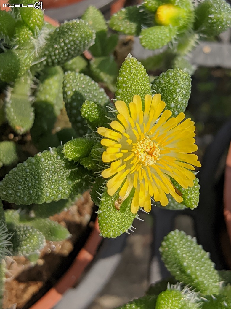 多肉植物開花 台南市歸仁區七甲花卉區 05/01