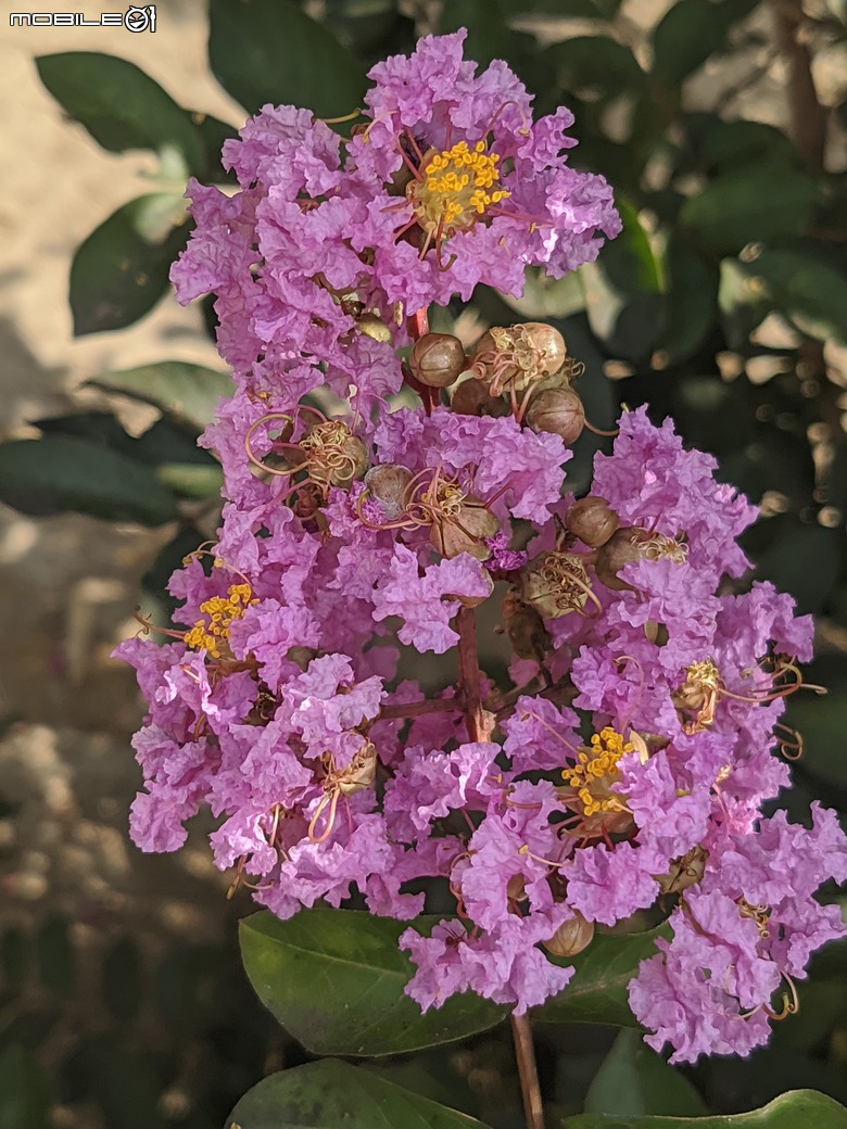 阿勃勒+紫薇花+稜果榕 台南市仁德區 05/16