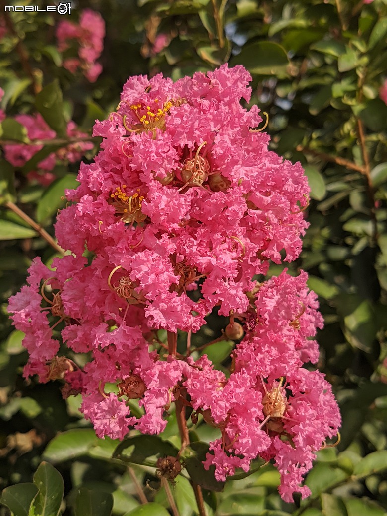 阿勃勒+紫薇花+稜果榕 台南市仁德區 05/16