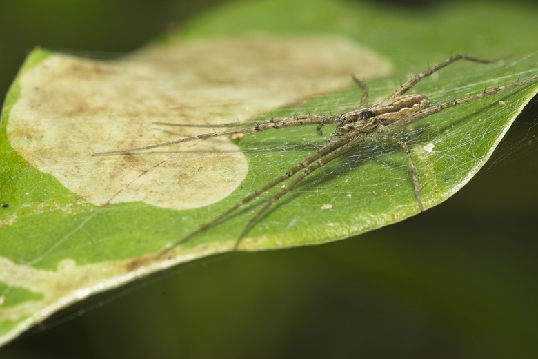 [初體驗] Sony FE 100mm f/2.8 Macro GM OSS