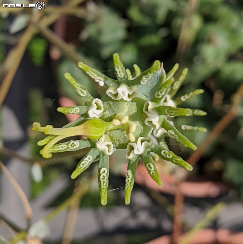 多肉植物開花 台南市歸仁區七甲花卉區 05/01