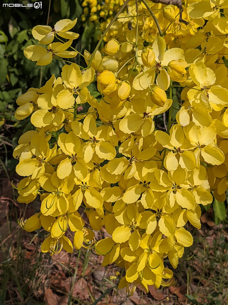 阿勃勒+紫薇花+稜果榕 台南市仁德區 05/16