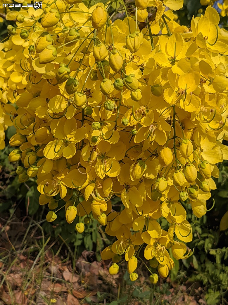 阿勃勒+紫薇花+稜果榕 台南市仁德區 05/16