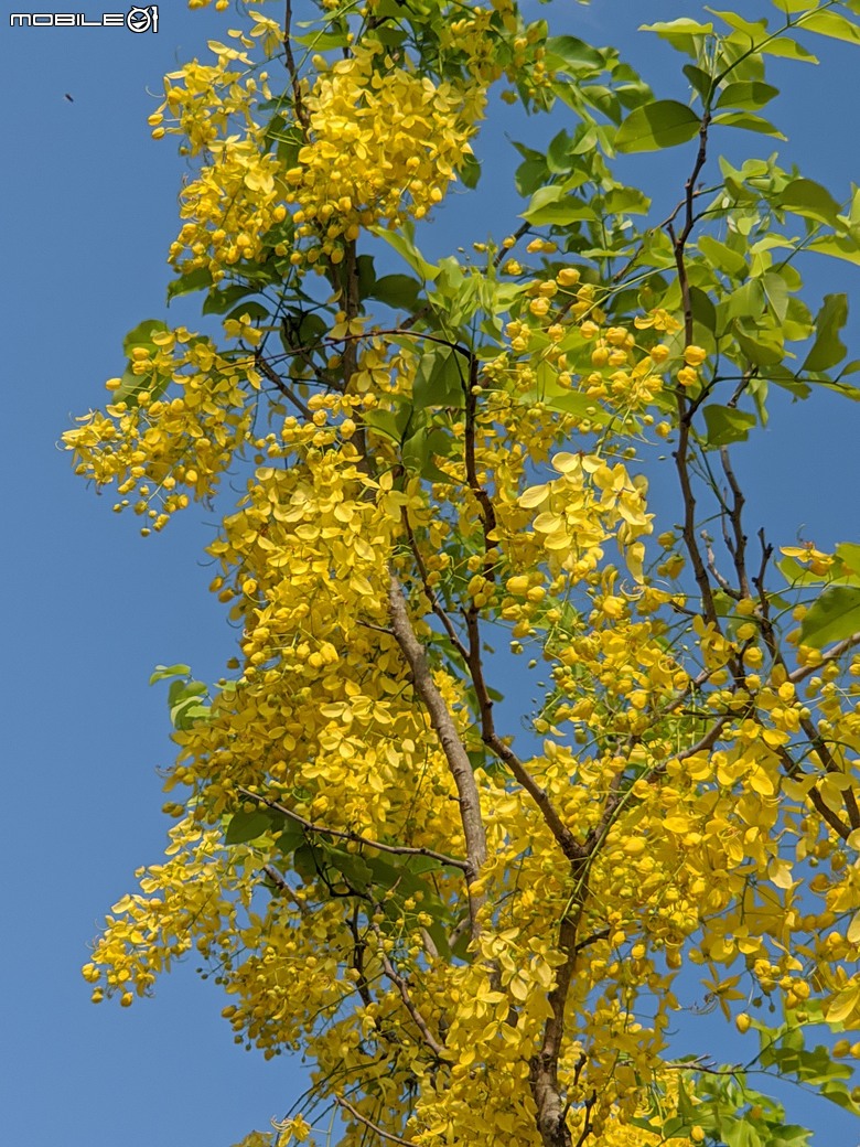 大花紫薇+鳳凰木+麵包樹.. 台南市安平區國平公81公園 05/10