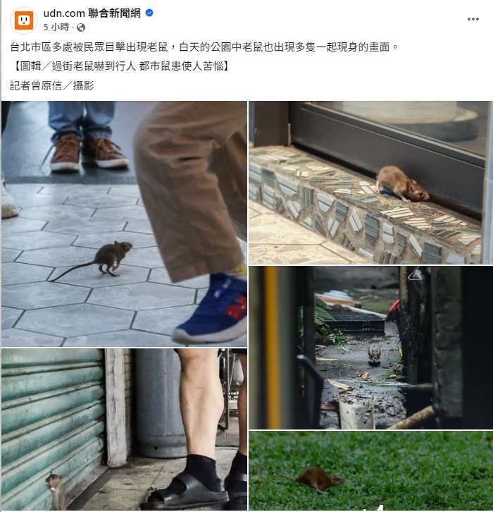 聯合報UDN圖輯／過街老鼠嚇到行人 都市鼠患使人苦惱