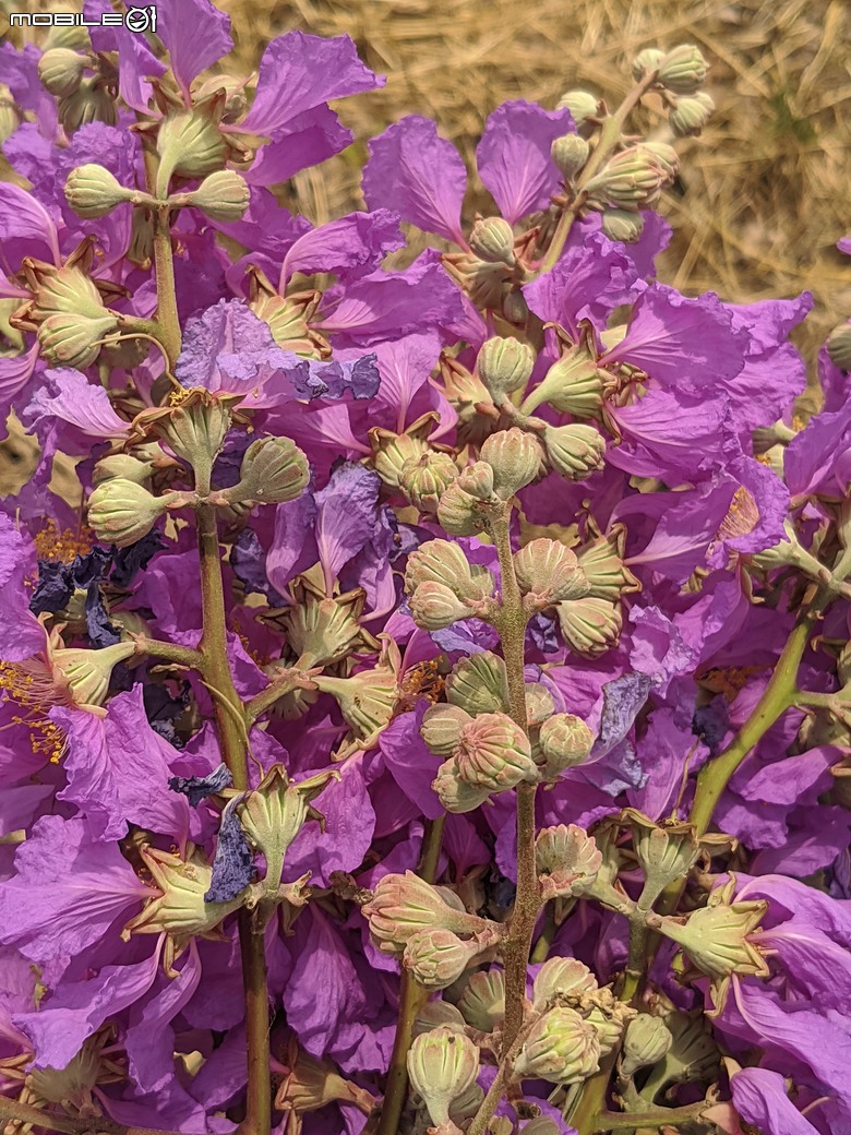 阿勃勒+紫薇花+稜果榕 台南市仁德區 05/16