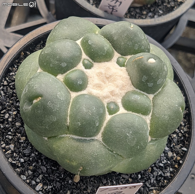 多肉植物 台南市佳里區綠樹園藝 05/03