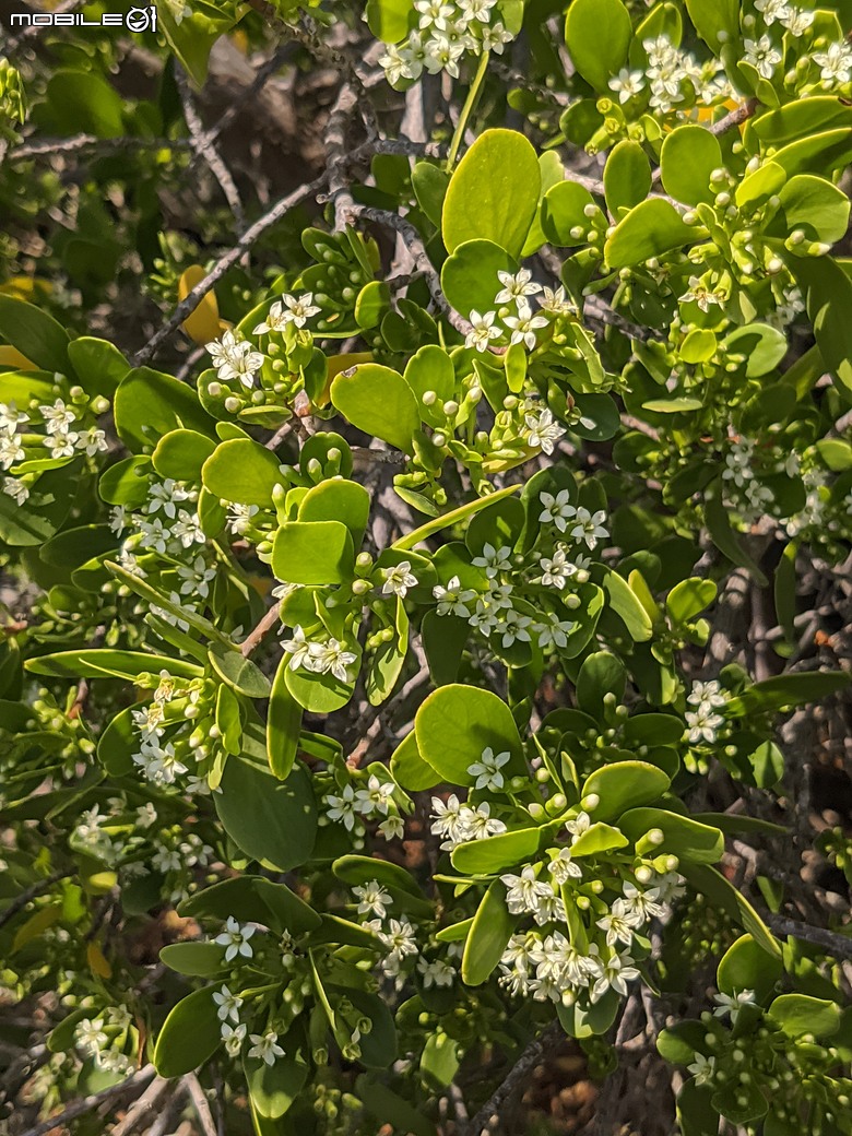 大花紫薇+鳳凰木+麵包樹.. 台南市安平區國平公81公園 05/10