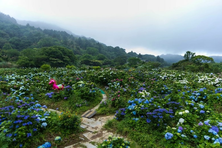 攝影人別錯過!高家繡球花田第二園區花海與山林同框超療癒