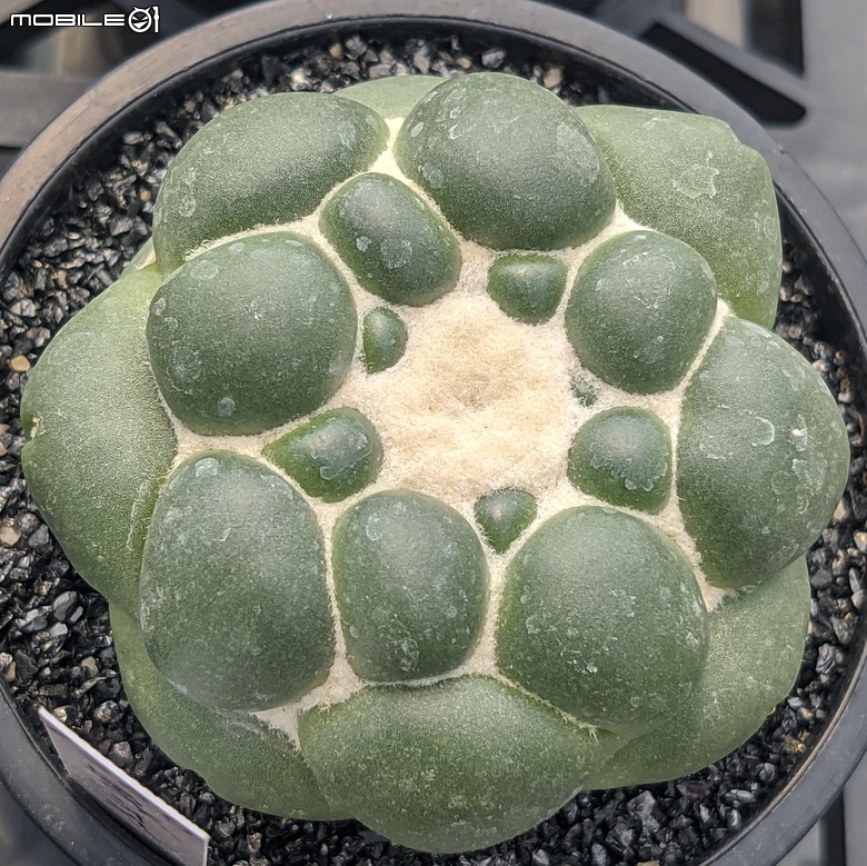 多肉植物 台南市佳里區綠樹園藝 05/03