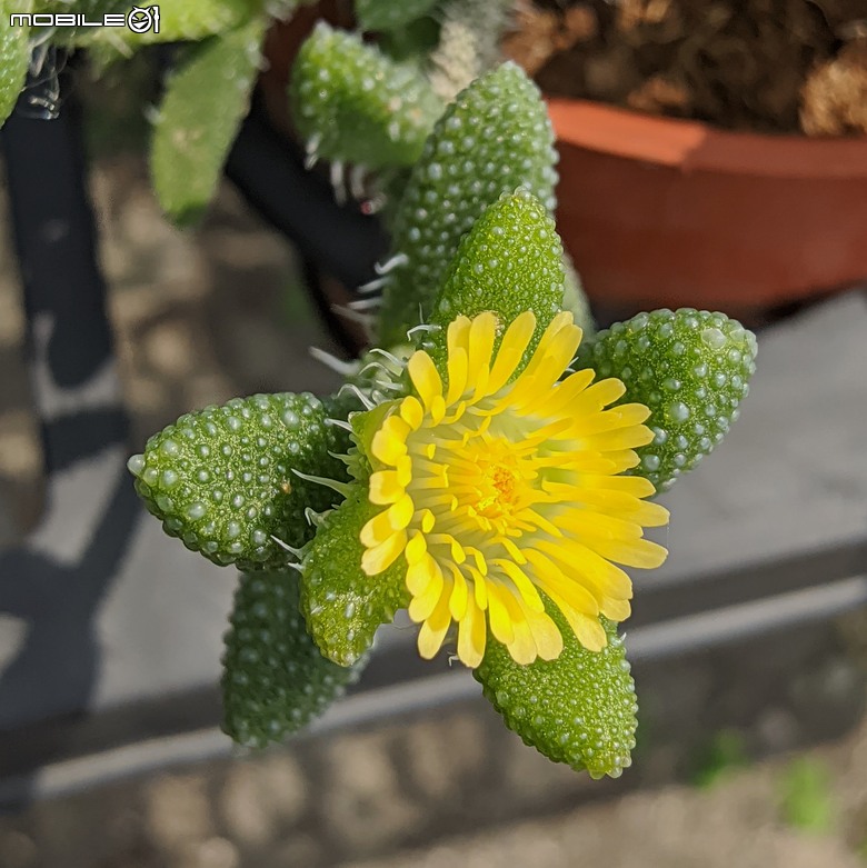 多肉植物開花 台南市歸仁區七甲花卉區 05/01