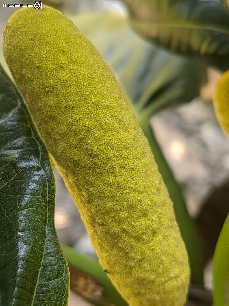 大花紫薇+鳳凰木+麵包樹.. 台南市安平區國平公81公園 05/10