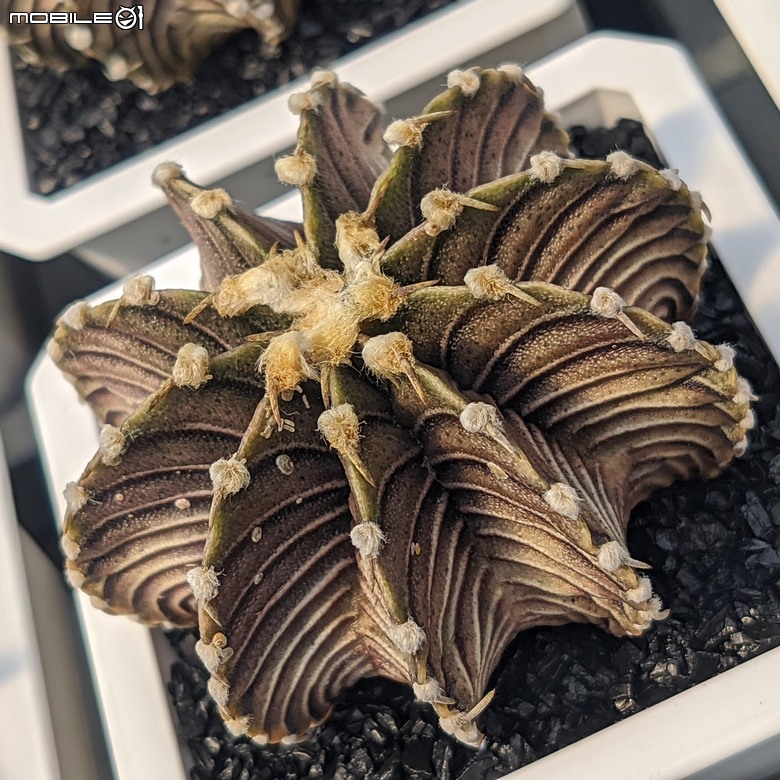 多肉植物 台南市佳里區綠樹園藝 05/03
