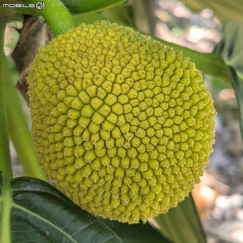 大花紫薇+鳳凰木+麵包樹.. 台南市安平區國平公81公園 05/10