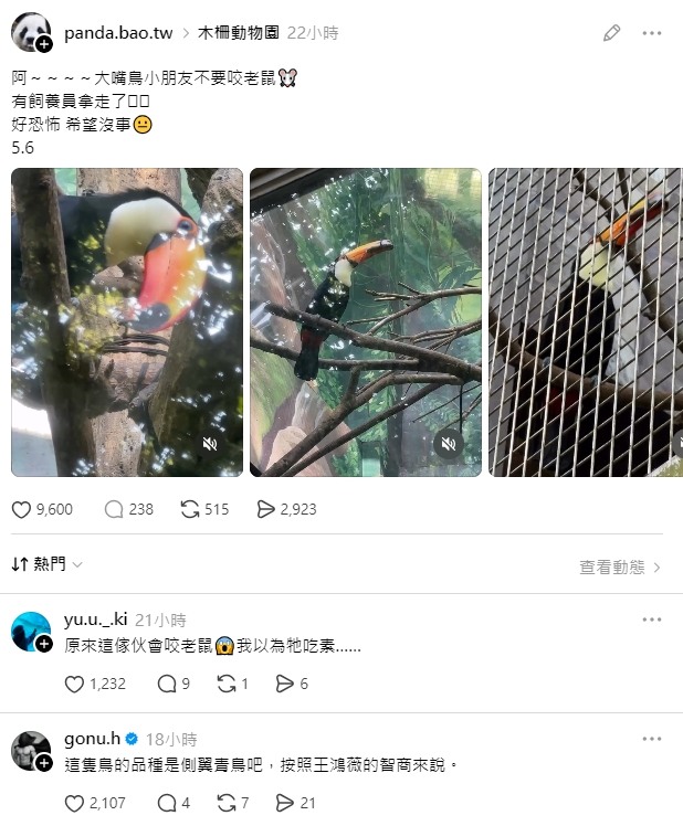 台北動物園 - 大嘴鳥吃老鼠？！？！？！
