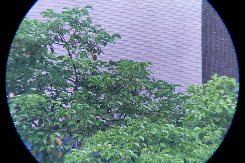 帶上山也不嫌重：蔡司 ZEISS Apia 65 輕便單筒望遠鏡重點介紹