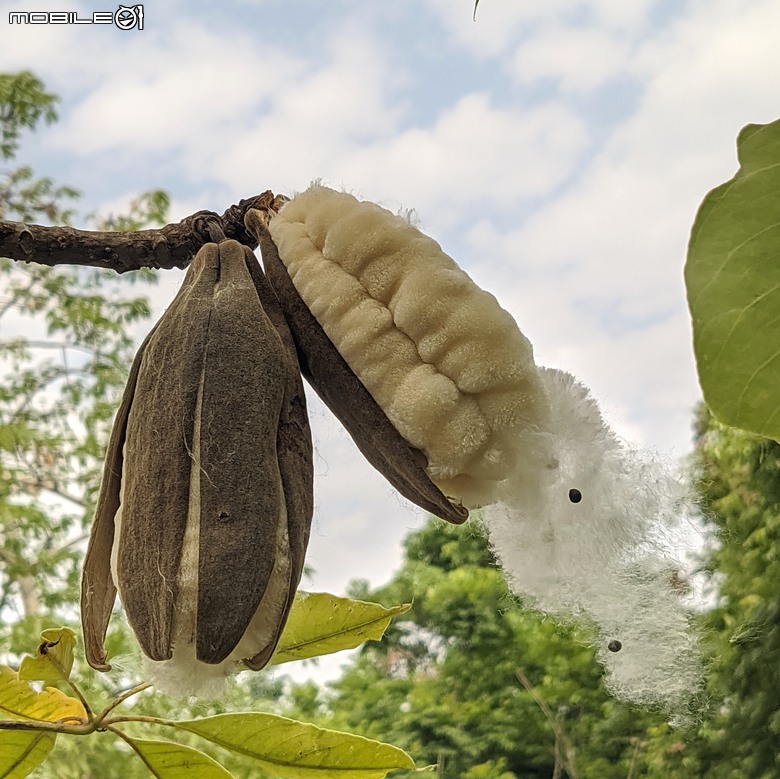 大花紫薇+鳳凰木+麵包樹.. 台南市安平區國平公81公園 05/10