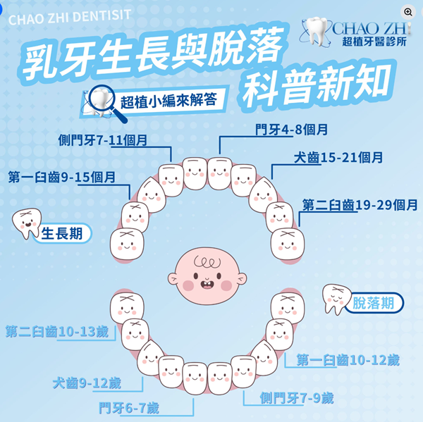 最近在看小朋友換牙時間，才發現自己其實都搞不太清楚