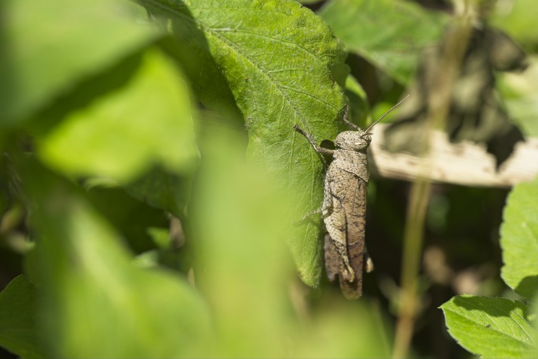 [初體驗] Sony FE 100mm f/2.8 Macro GM OSS