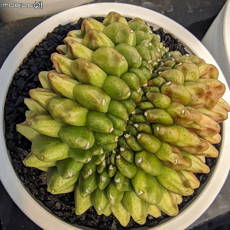 多肉植物 台南市佳里區綠樹園藝 05/03