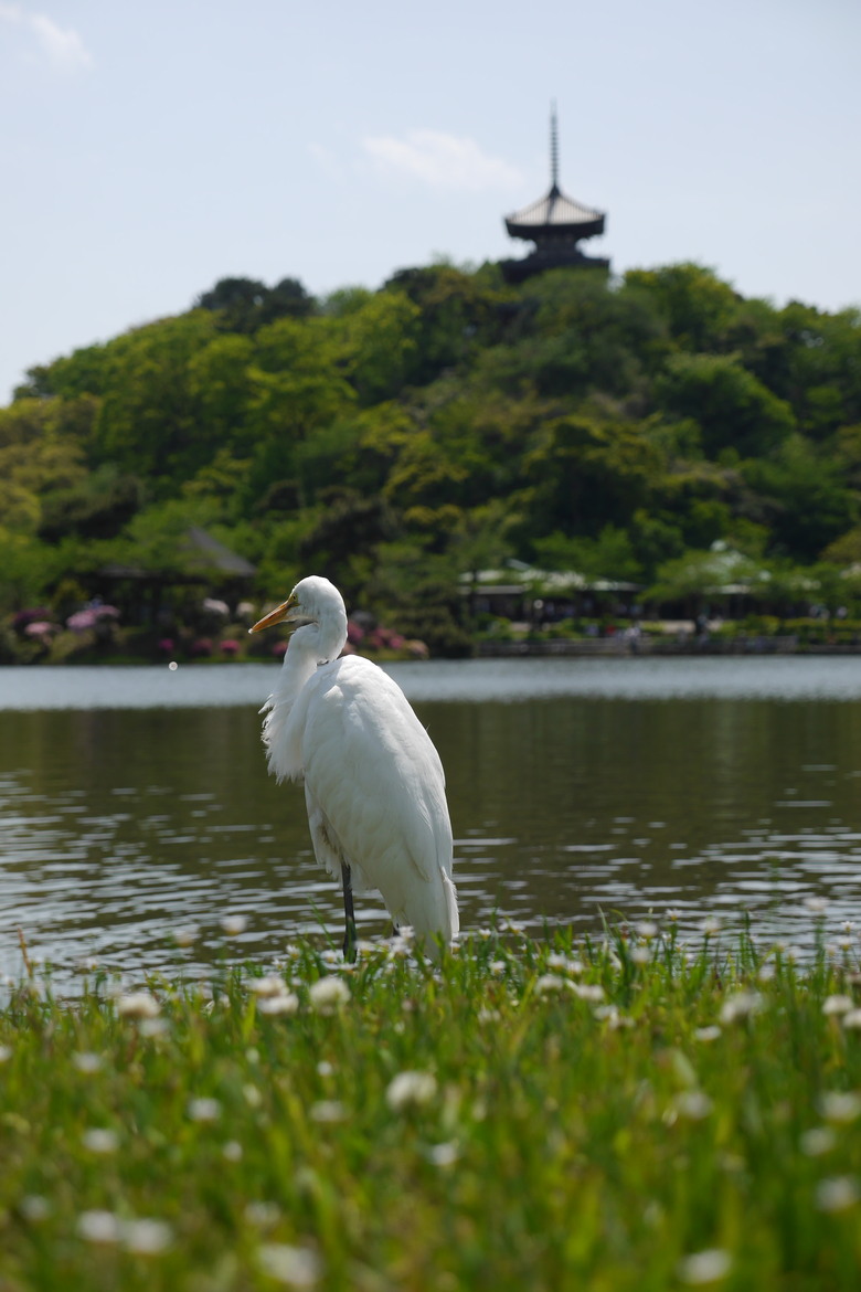 對日本古建築有興趣的可以來看看 冷門點橫濱三溪園