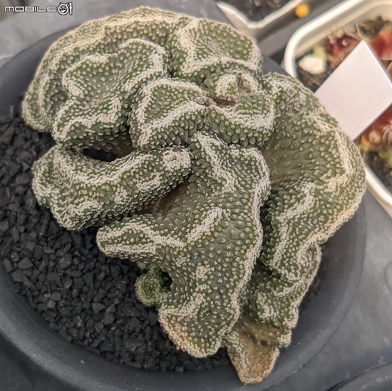 多肉植物 台南市佳里區綠樹園藝 05/03