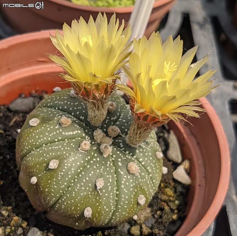 多肉植物開花 台南市歸仁區七甲花卉區 05/01