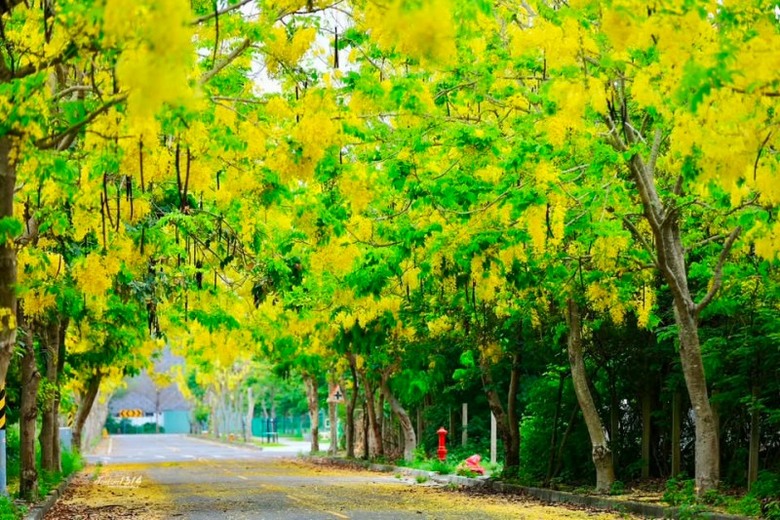 彰化阿勃勒景點必收!花木公園花雨飄落 400公尺花廊超夢幻