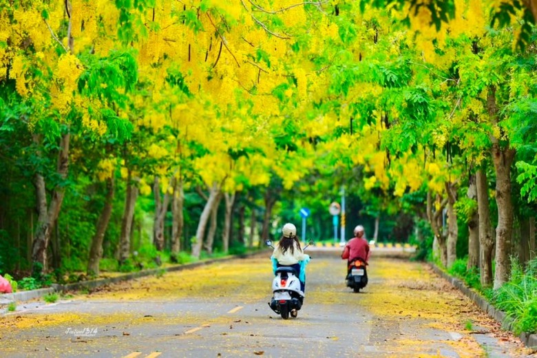 彰化阿勃勒景點必收!花木公園花雨飄落 400公尺花廊超夢幻